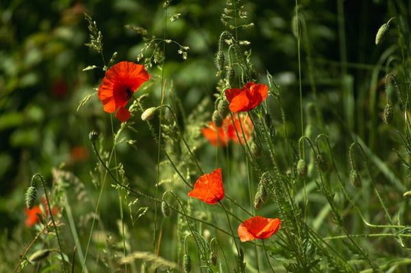 Mohnblüten (Papaver rhoeas) in der Kosmetik — Das Geheimnis hinter Aker Fassi